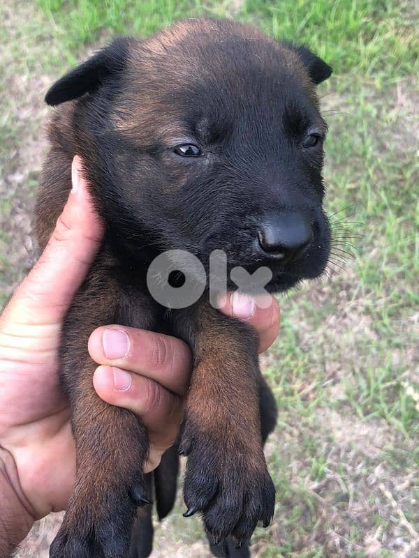 Malinois puppies 5 male & one female 0