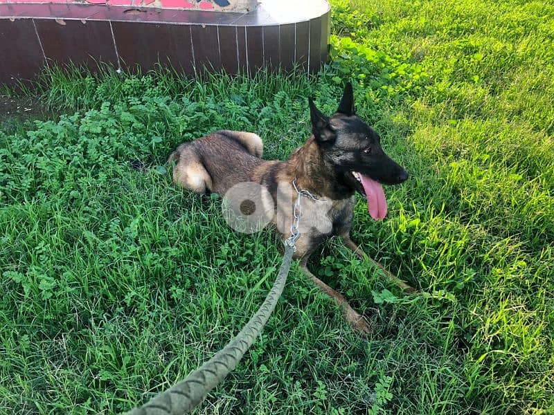 Malinois puppies 5 male & one female 1