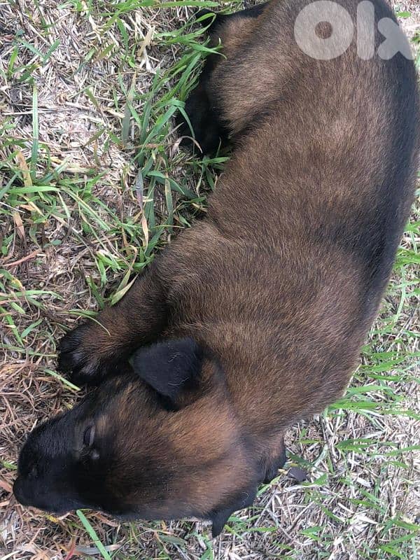 Malinois puppies 5 male & one female 3