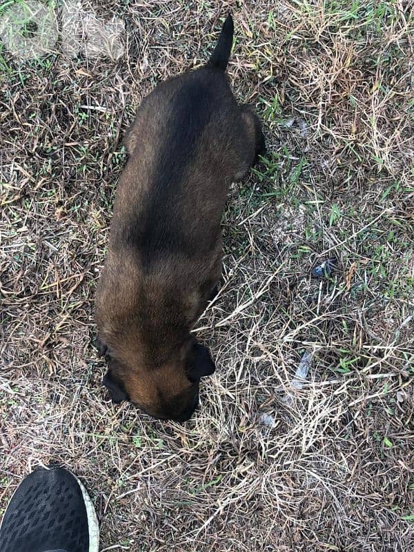 Malinois puppies 5 male & one female 4