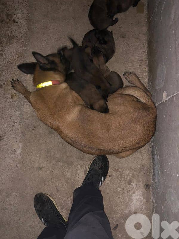 Malinois puppies 5 male & one female 5
