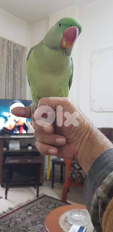 فرخ درة الكسندرين مروض ٩شهور 2