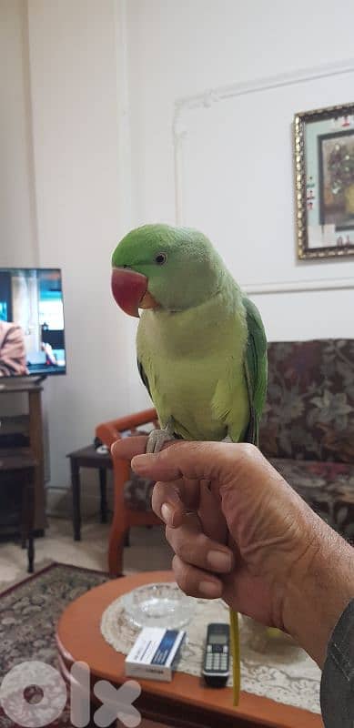 فرخ درة الكسندرين مروض ٩شهور 3