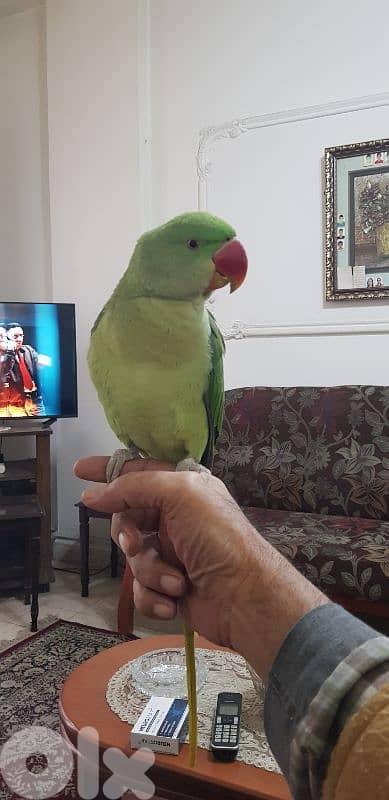 فرخ درة الكسندرين مروض ٩شهور 4