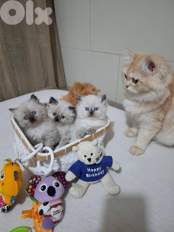 Persian pure breed kittens 0