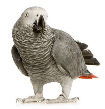 grey parrot