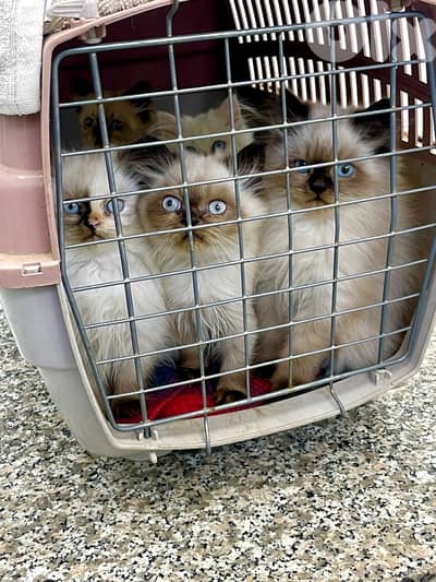 House Raised Himalayan kittens-1 Persian