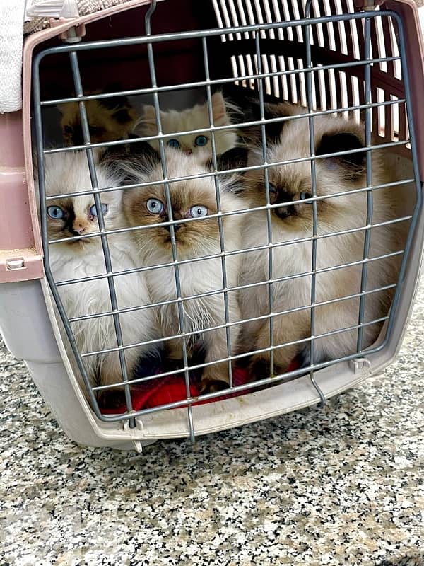 House Raised Himalayan kittens-1 Persian 1