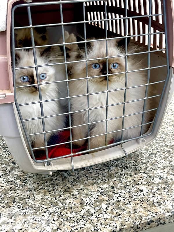 House Raised Himalayan kittens-1 Persian 2