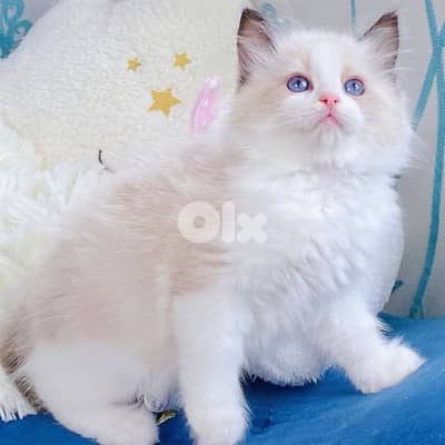 Adorable Ragdoll kittens For Adoption