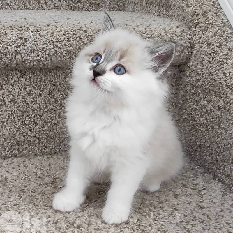 Adorable Ragdoll kittens For Adoption 1