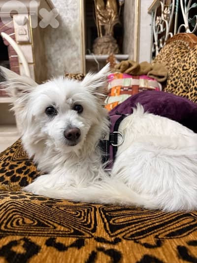 bichou ktir mahdoume w zakie ekhda kel l vaccine