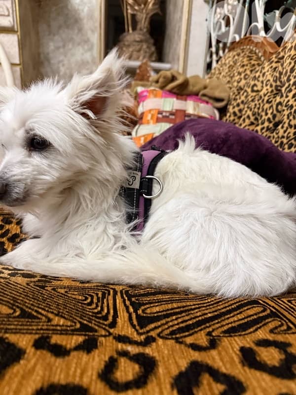 bichou ktir mahdoume w zakie ekhda kel l vaccine 1