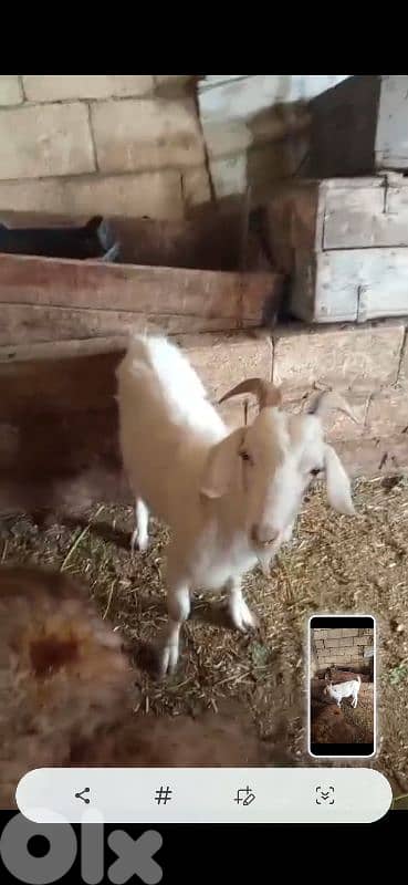 الضنية المطل