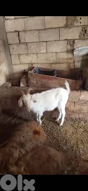 الضنية المطل 1