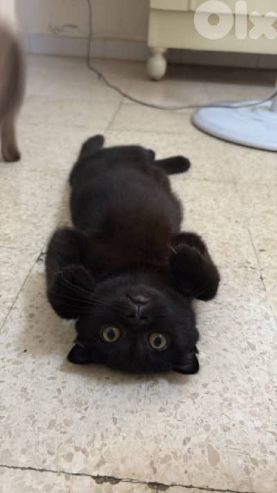 Scottish fold kitten