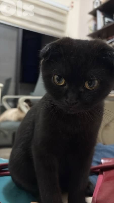 Scottish fold kitten 1