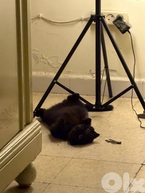 Scottish fold kitten 2