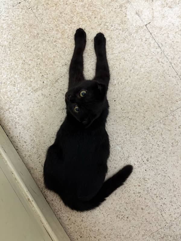 Scottish fold kitten 3