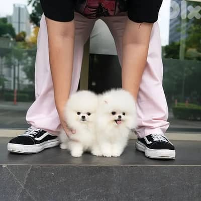 Lovely Pomeranian puppies