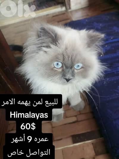 تيرو اخر البركات