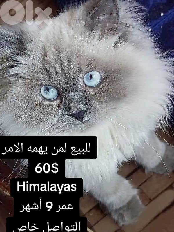 تيرو اخر البركات 1