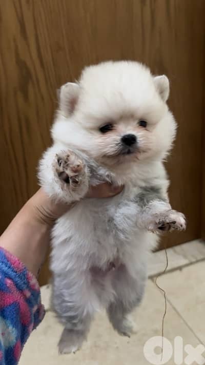 pomeranian boo face teacup