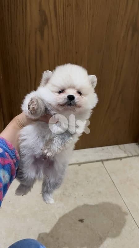pomeranian boo face teacup 1