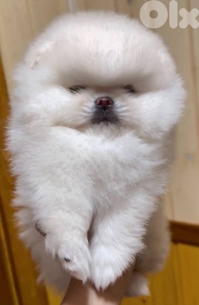 Pomeranian teacup teddy bear face