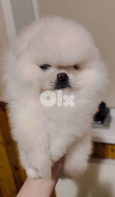Pomeranian teacup teddy bear face 1