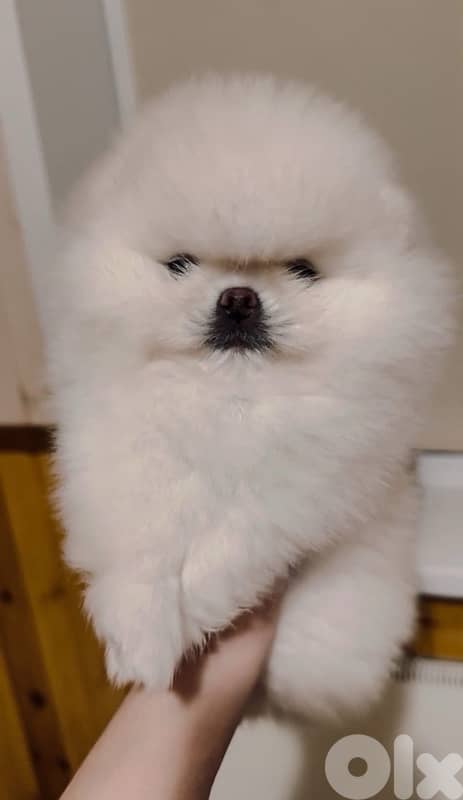 Pomeranian teacup teddy bear face 2