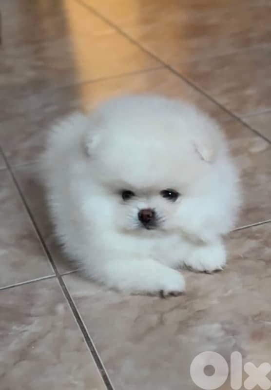 Pomeranian teacup teddy bear face 3