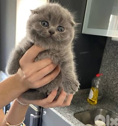 scottish  for sale 70485808