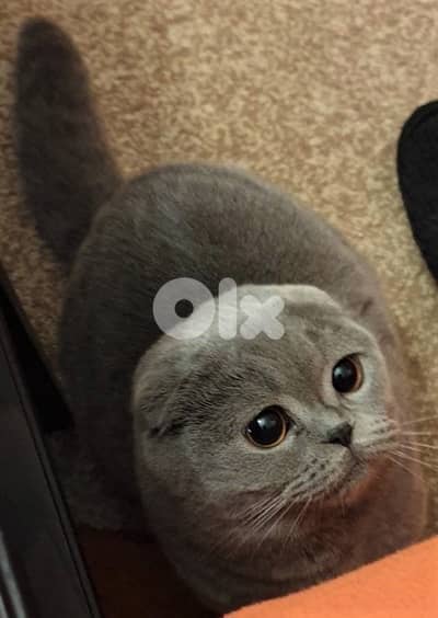 2 scottish females 70485808