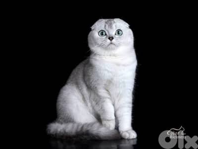 scottish females silver chanchilla  70485808