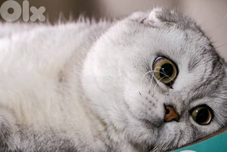 scottish females silver chanchilla  70485808