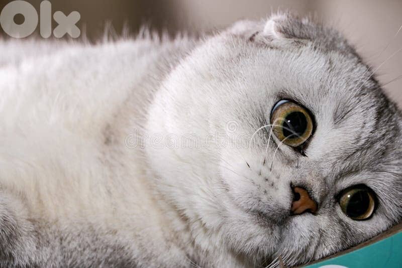 scottish females silver chanchilla  70485808 1