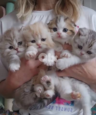 scottish for Christmas 70485808