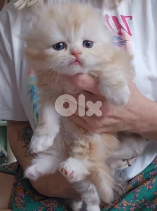 scottish for Christmas 70485808 1