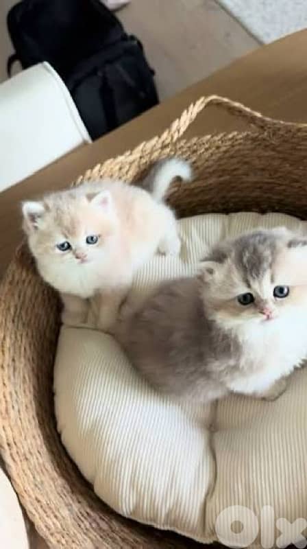 scottish for Christmas 70485808 3