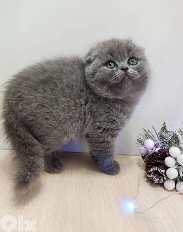 scottish for Christmas 70485808 4