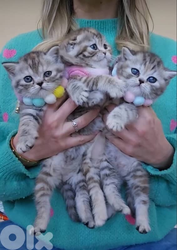 scottish for Christmas 70485808 5