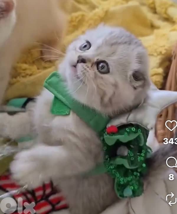 scottish for Christmas 70485808 6