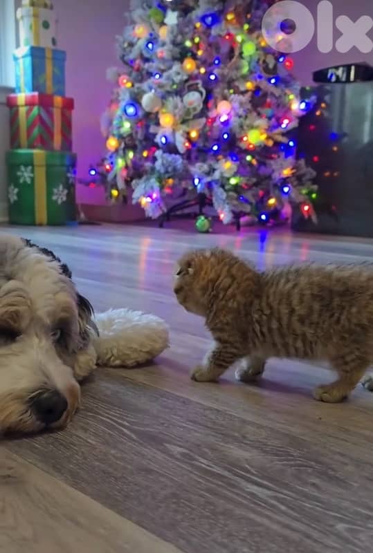 scottish for Christmas 70485808 7