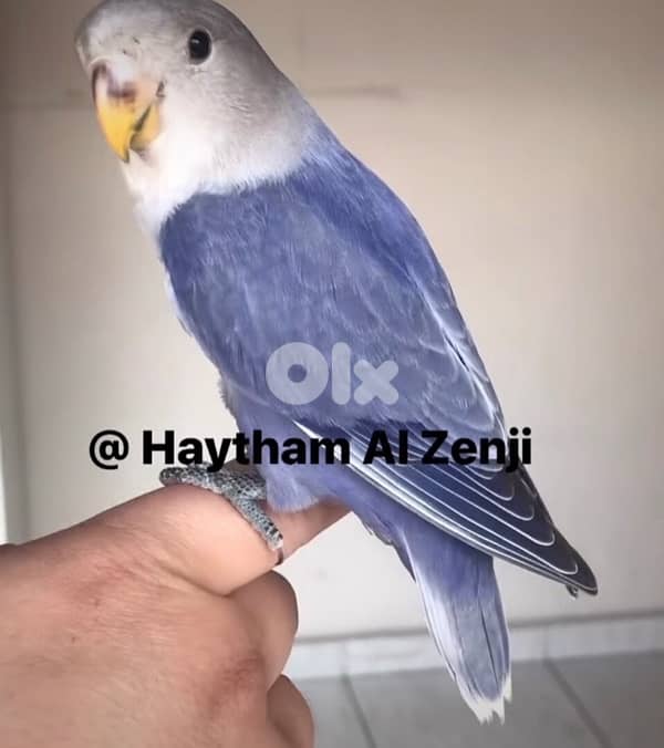 أجمل فروخ روز  تزقيم أوبلاين صحة دهب صور الأهل موجودين بين الصور A21 11