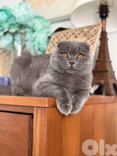 scottish fold blue 70485808