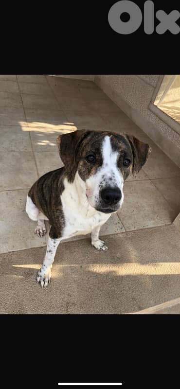 Bella for adoption 1