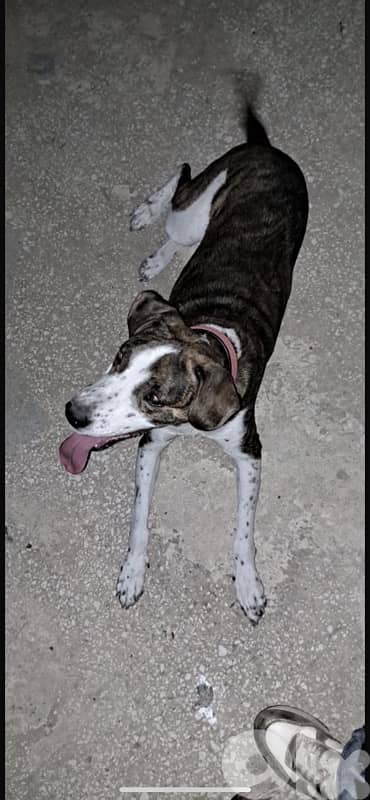 Bella for adoption 2