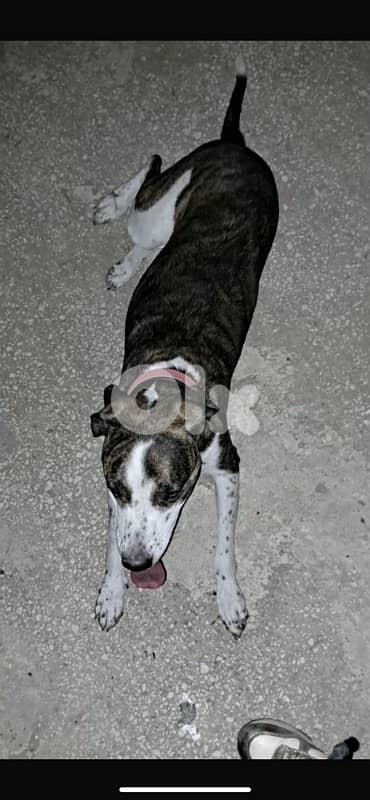 Bella for adoption 3