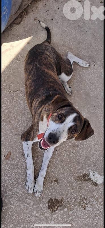 Bella for adoption 4